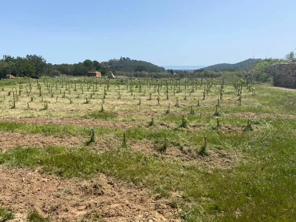 Oidà Vins Naturals