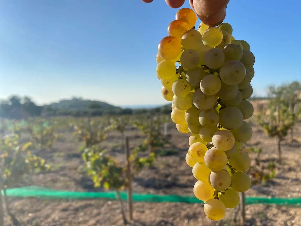 Oidà Vins Naturals