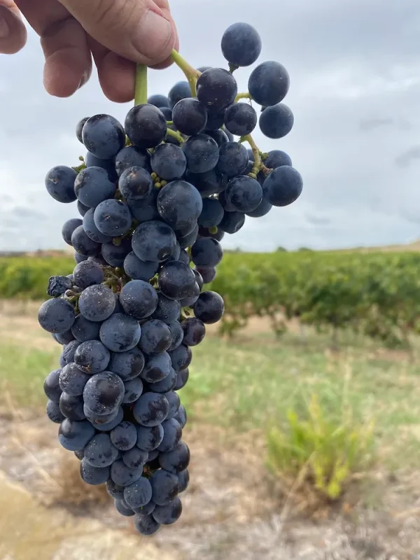 Oidà Vins Naturals