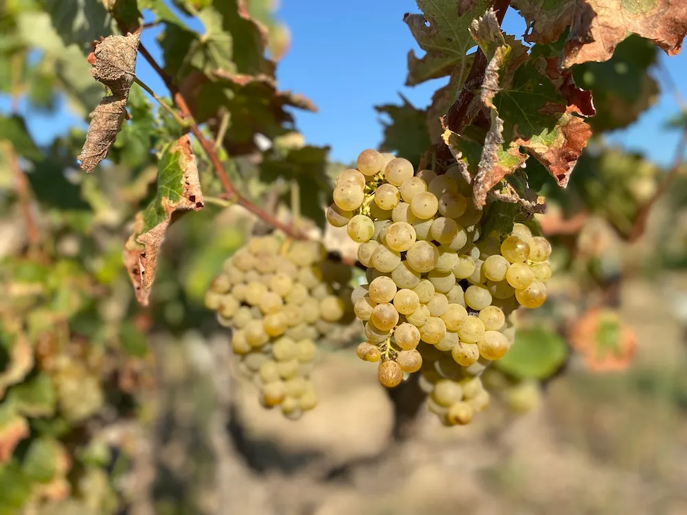 Oidà Vins Naturals